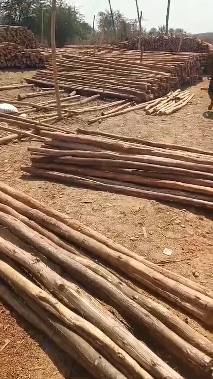 Eucalyptus fectory