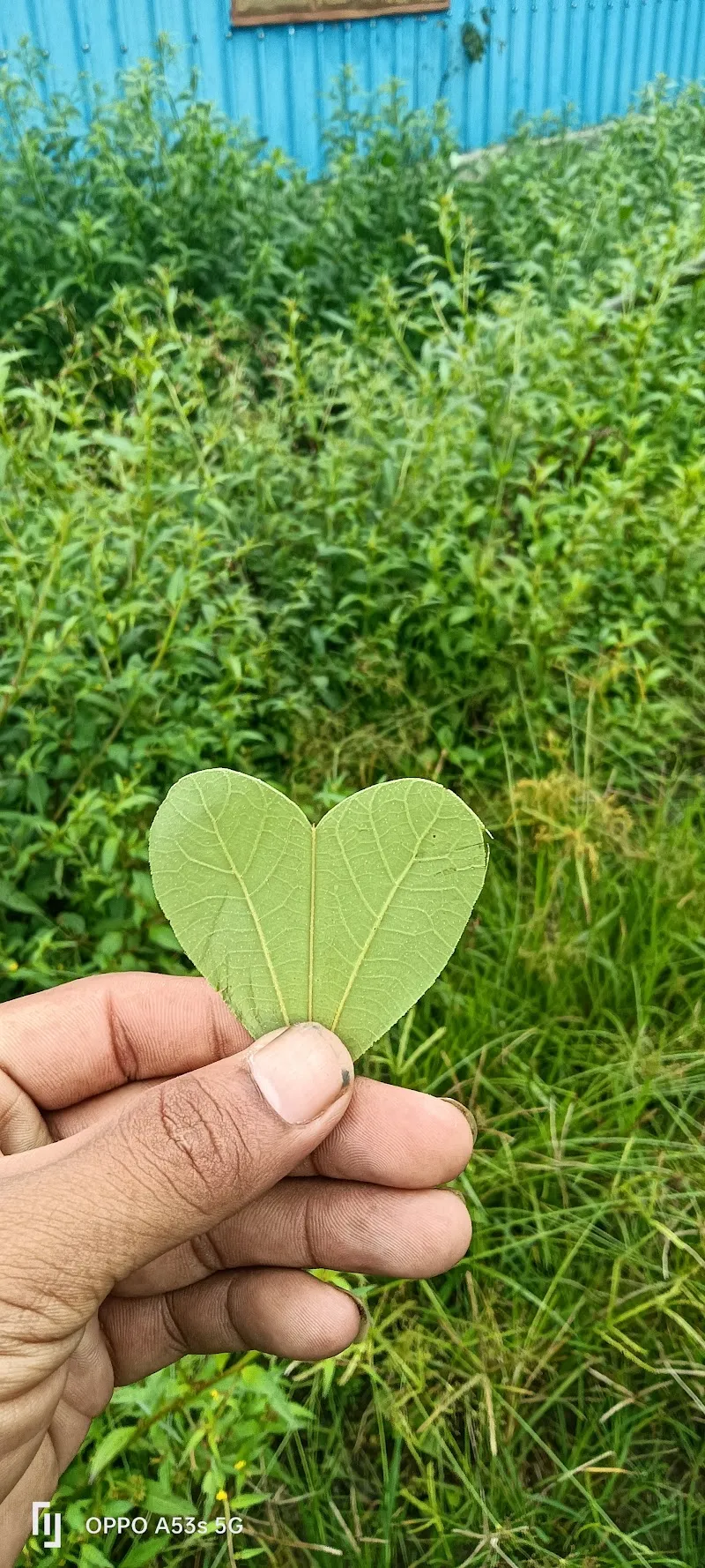 Chumoukedima