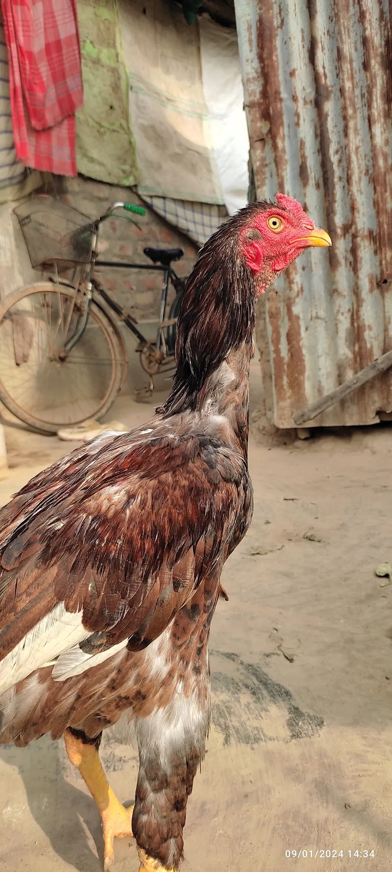Krishna asil farm