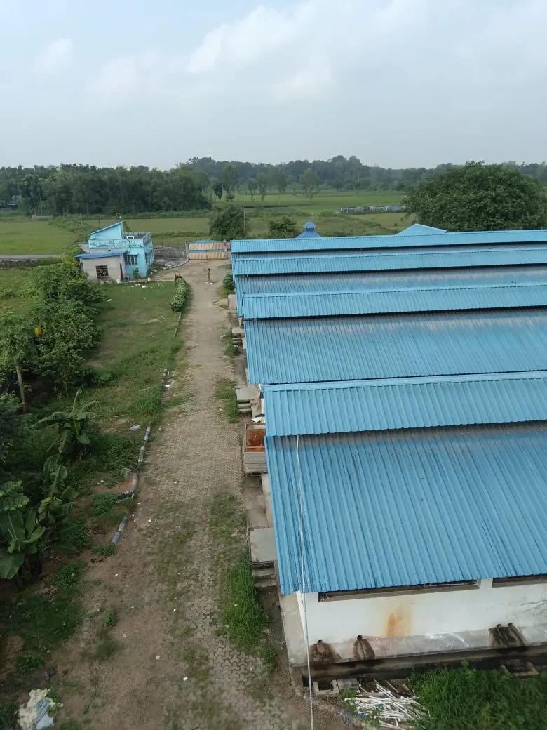 Indohygeinic Pig Farm