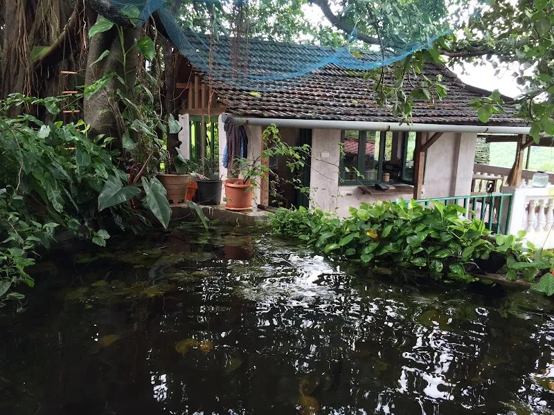 Banyan Bliss